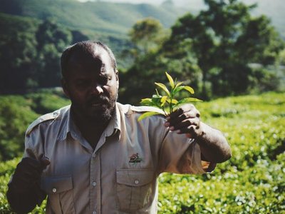 BOH Tea Garden and Factory