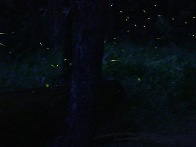 Kampung Kuantan Fireflies Park
