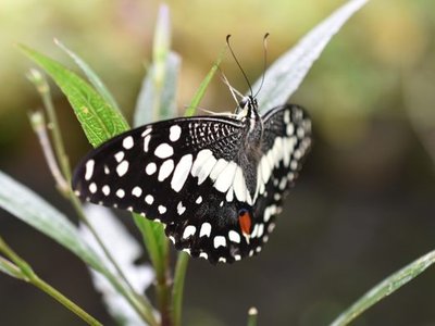 Kuala Lumpur Butterfly Park