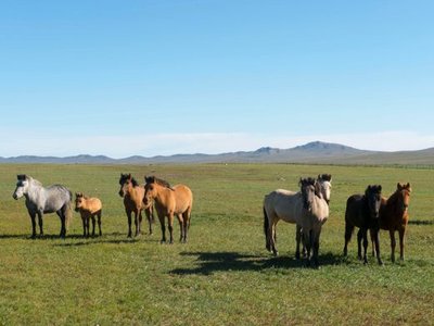 Khustain Nuruu National Park