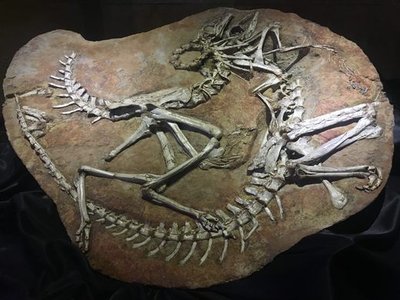 Natural History Museum of Mongolia