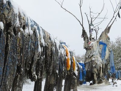 The Mother Tree