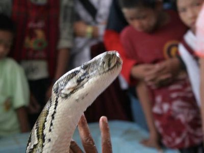 Snake Pagoda of Myanmar