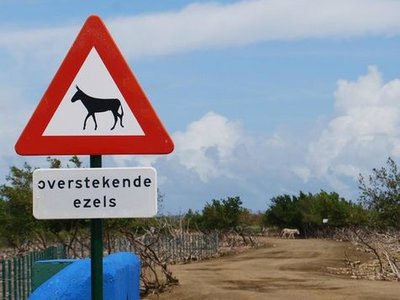 Donkey Sanctuary Bonaire