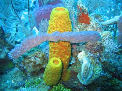 Bloody Bay Coral Wall