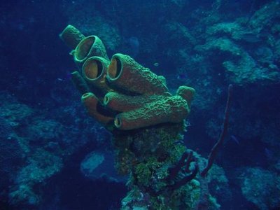 Bloody Bay Coral Wall