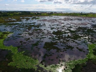 Pitch Lake