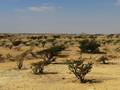 Wadi Dawkah Frankincense Trees