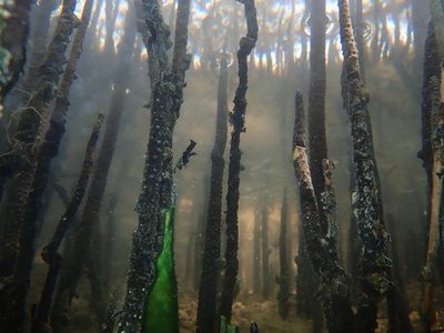 Al Thakira Mangroves Forest