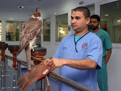 Souq Waqif Falcon Hospital