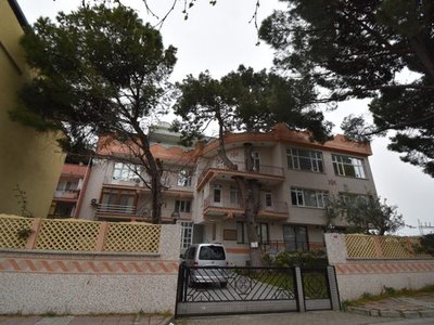 Saruhan Bey Pine Tree