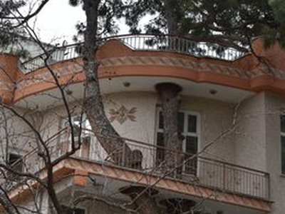 Saruhan Bey Pine Tree
