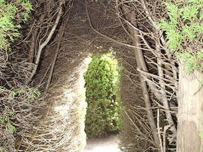 Ashcombe Maze