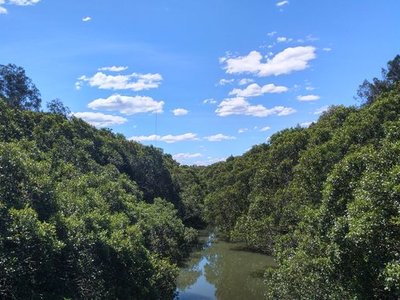 Badu Mangroves