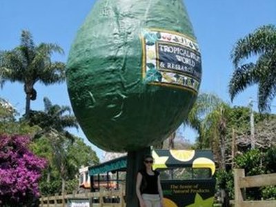 Big Avocado