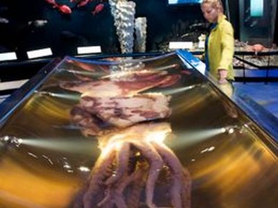 Colossal Squid