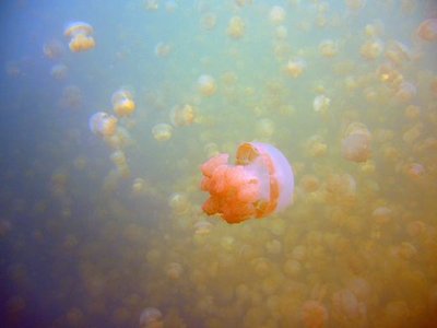Jellyfish Lake