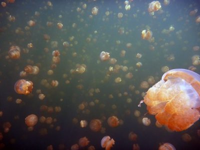 Jellyfish Lake