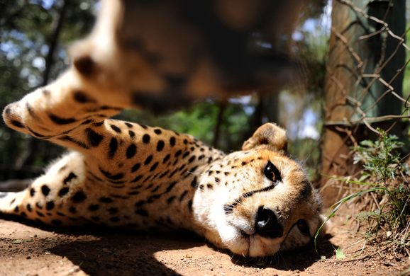 Nairobi Animal Orphanage