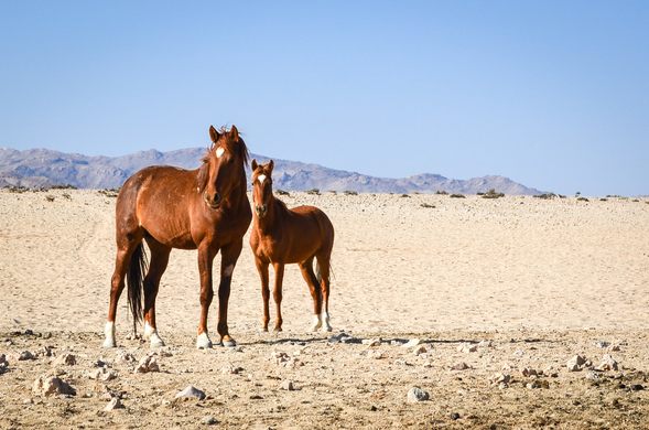 Namib Desert Horses