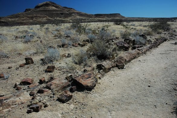 Petrified Forest of Khorixas