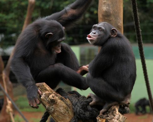 Tacugama Chimpanzee Sanctuary