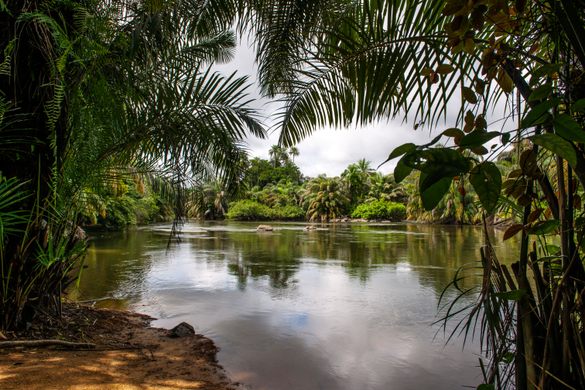 Tiwai Island