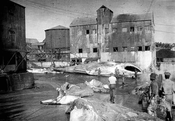 Donkergat Whaling Station