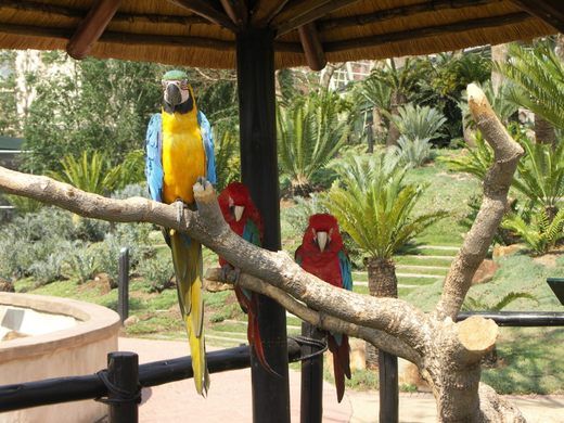 Montecasino Bird Gardens