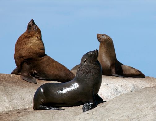 Seal Island