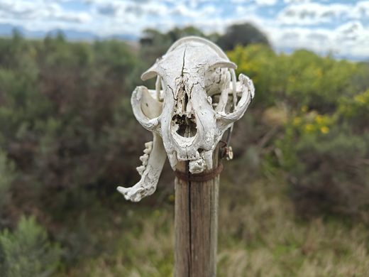 Skull Garden
