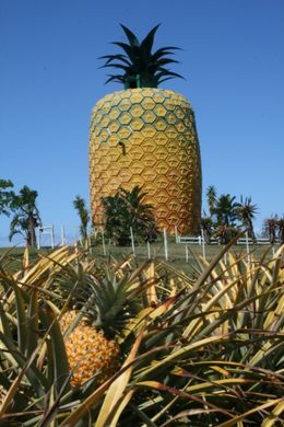 The Big Pineapple