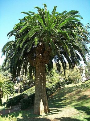 Wood's Cycad