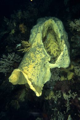 Volcano Sponge of McMurdo Sound