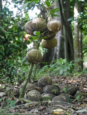 Bayung Gede Placenta Graveyard