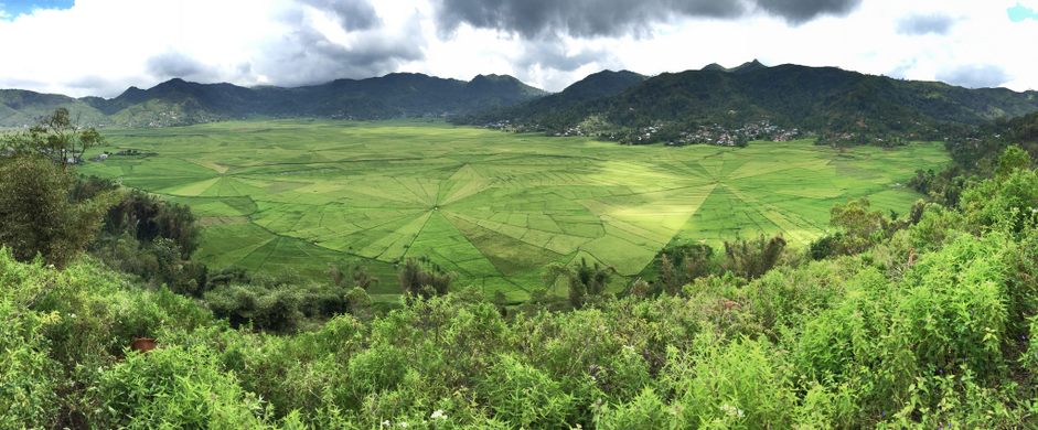 Spider Web Rice Fields