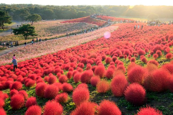 Kochia Hill