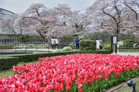Kyoto Botanical Garden
