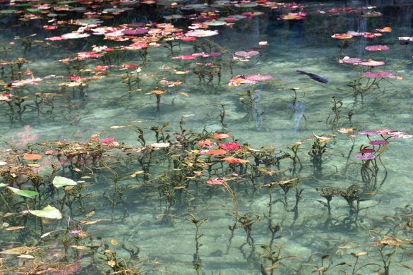 Monet's Pond