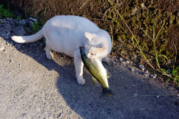 Okishima Island