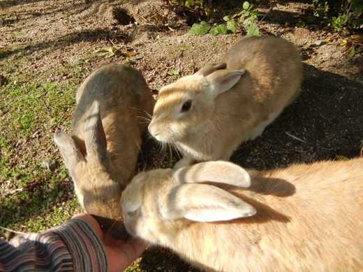 Okunoshima