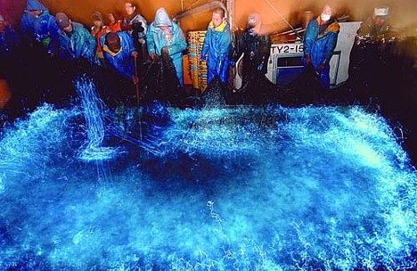 The Firefly Squid of Toyama Bay
