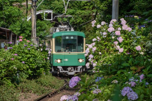 The Hydrangea Train