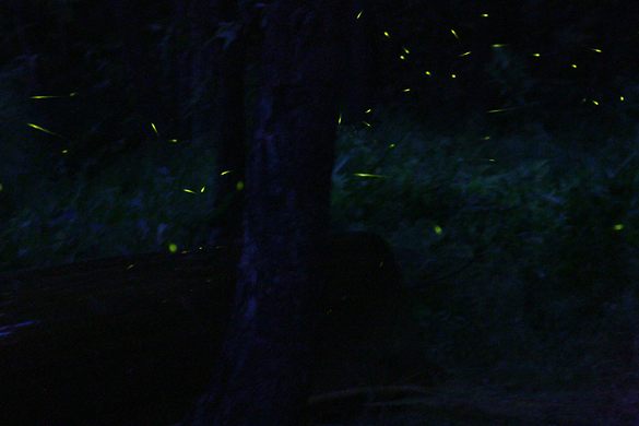 Kampung Kuantan Fireflies Park