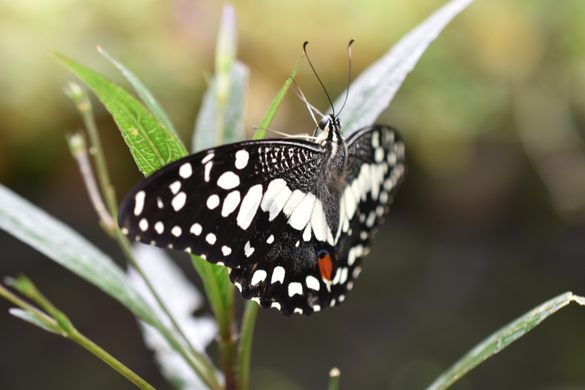 Kuala Lumpur Butterfly Park