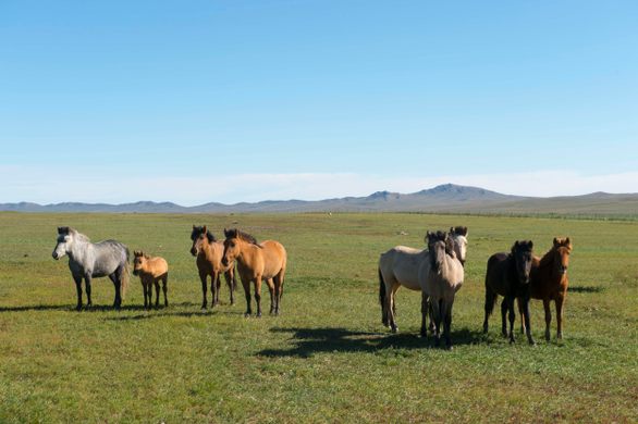 Khustain Nuruu National Park
