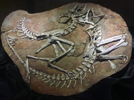 Natural History Museum of Mongolia