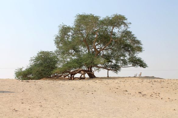 Shajarat-al-Hayat (Tree of Life)