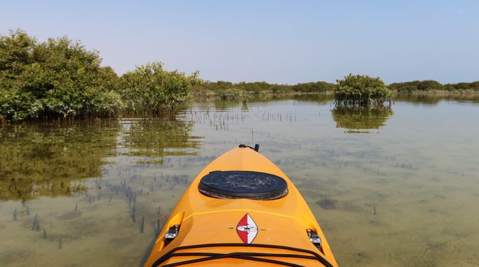 Al Thakira Mangroves Forest