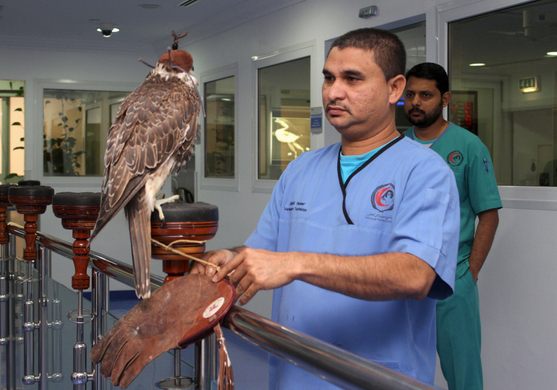 Souq Waqif Falcon Hospital